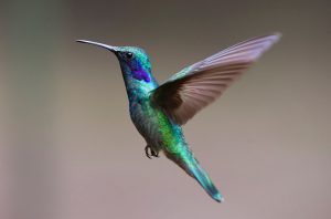Colibri-Cooperaccion-Fabula-Moderna